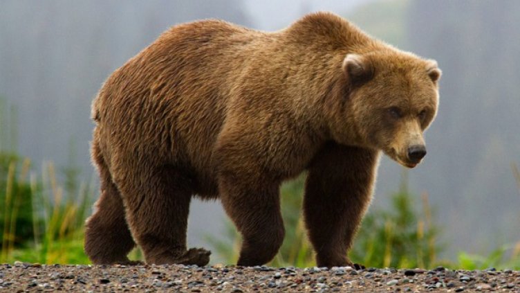 Мечки нападат в Смолянско