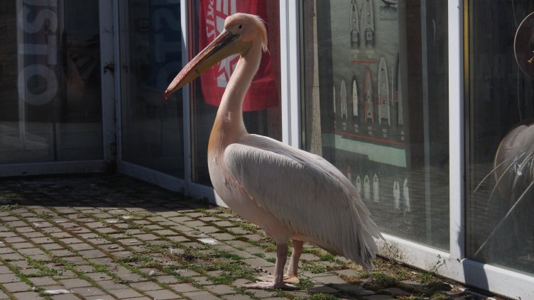 Цяла България се прехласна по Стойчо