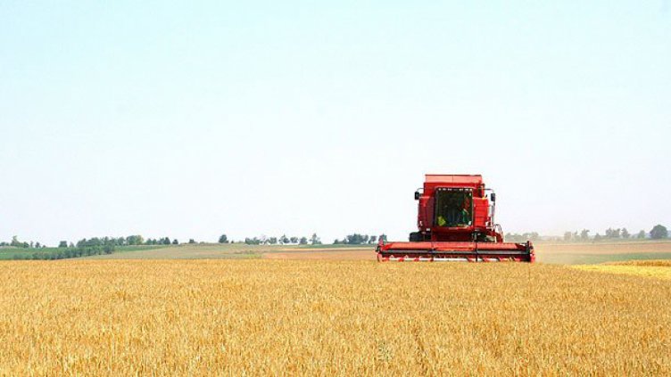 Производството на фуражно зърно в Добричка област е 394 163 т