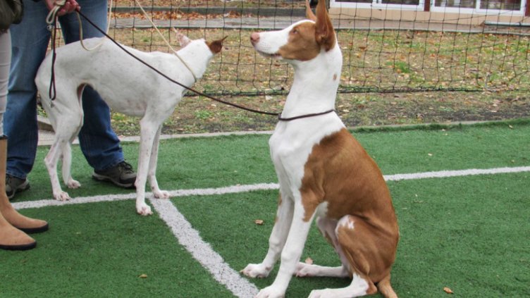 Киноложка изложба в Русе показа над 100 кучета от различни породи