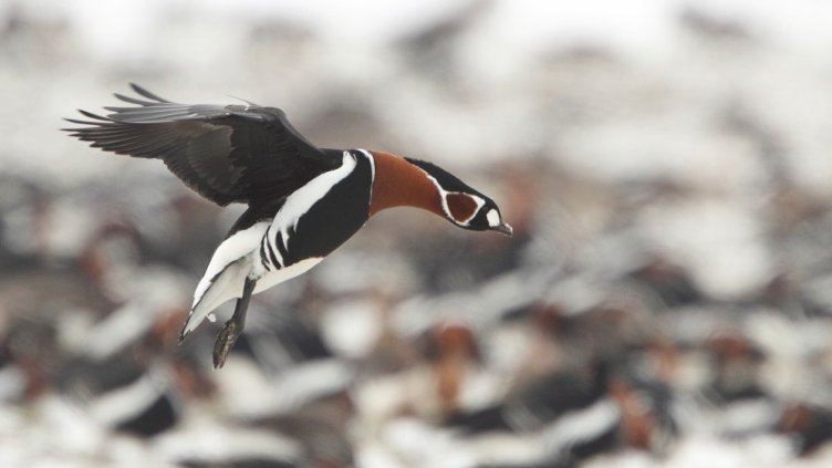 Рекордна численост на прелетни птици по Черноморието през март 