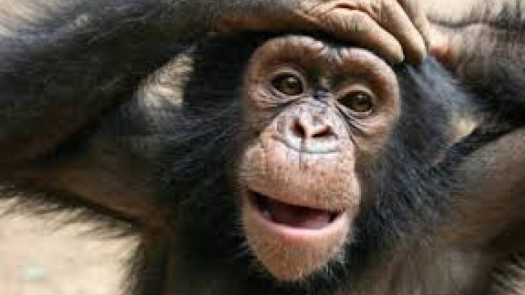 Без лъвове и маймуни в мексиканските циркове