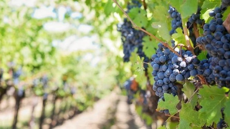 Слаба гроздова реколта отчитат производителите