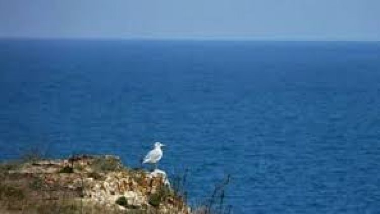 МОСВ: Няма нови данни за замърсяване на Черно море