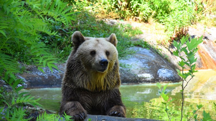 Мечката Свобода се радва на комфорт в горещите летни дни