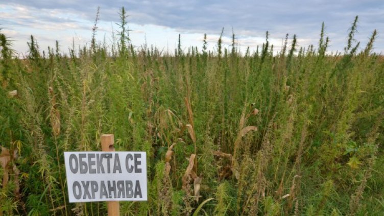 Пушачи на марихуана искат да го правят легално