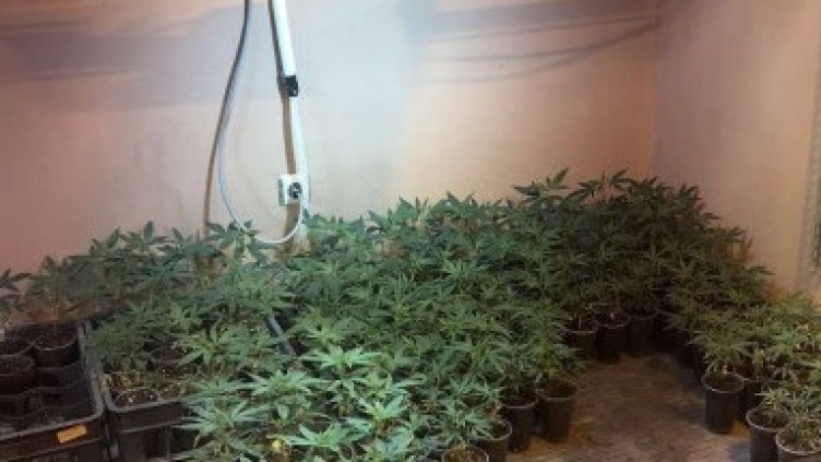 Спипаха варненец, превърнал дома си в наркооранжерия