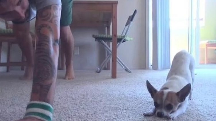 Чихуахуа показва умения по йога [ВИДЕО]