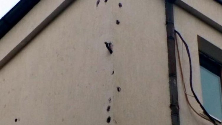 Снимка: Стандарт