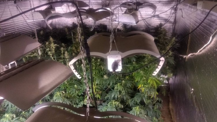 Разбиха оранжерия за марихуана край Разград