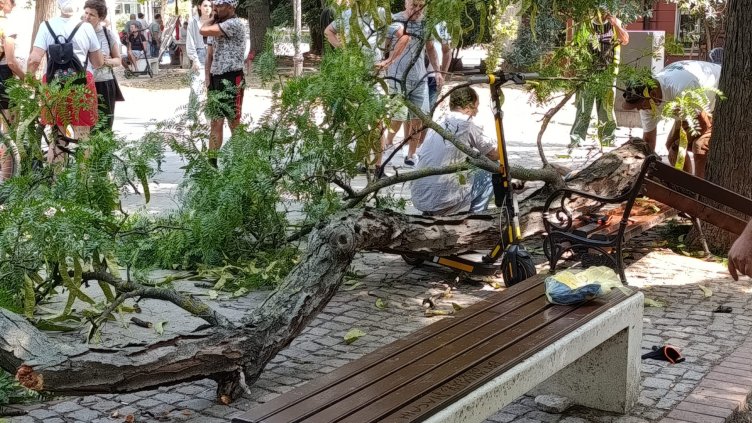 Община Варна ще обезщети пострадалия от паднал клон човек