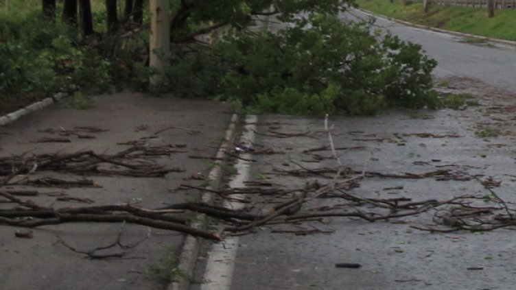 15 сигнала за паднали клони във Варненска област, ситуацията се нормализира
