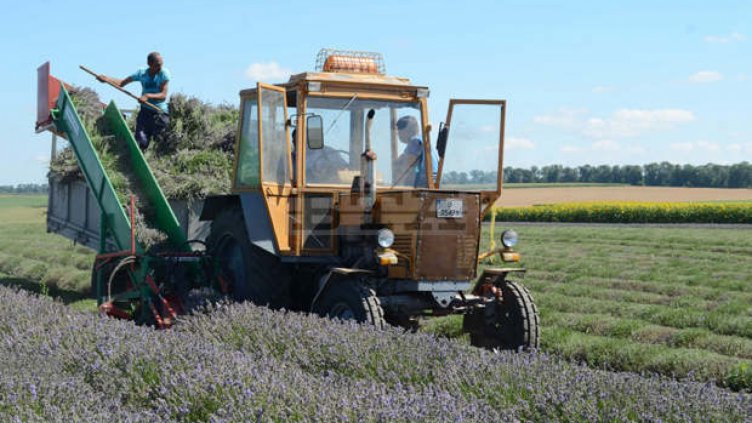 Приключи прибирането на лавандулата в Добричко