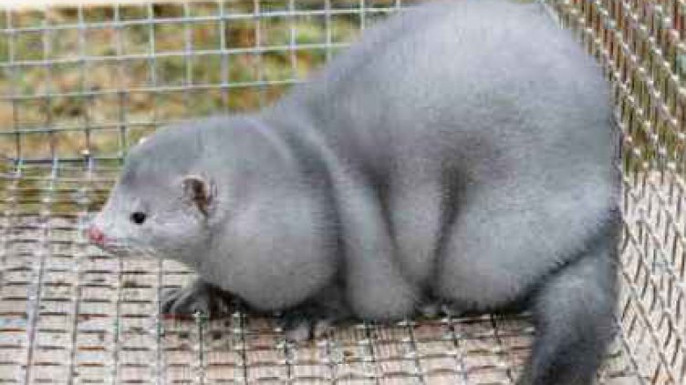 Наше село скочи срещу ферма за норки