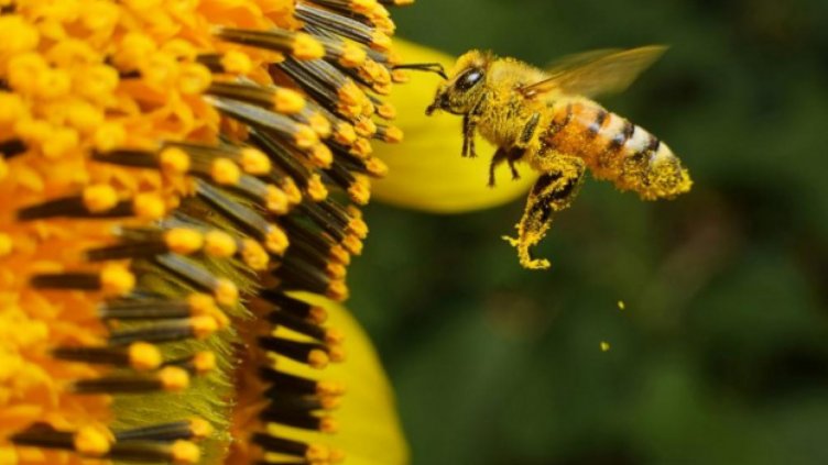 Силата на прополис срещу Covid-19