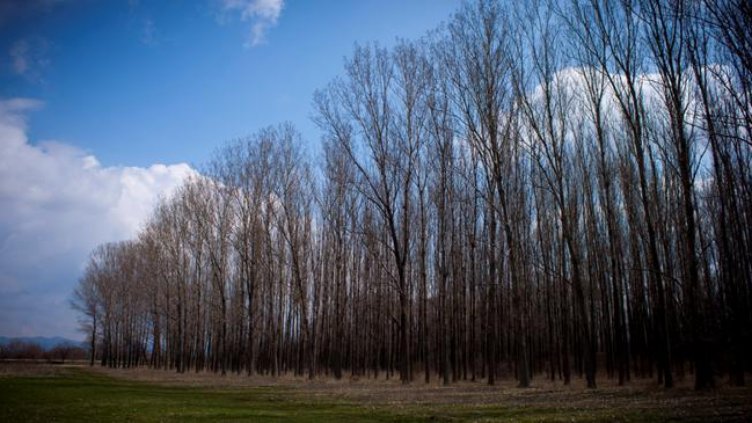 7 декара с тополи засадиха в Шуменско