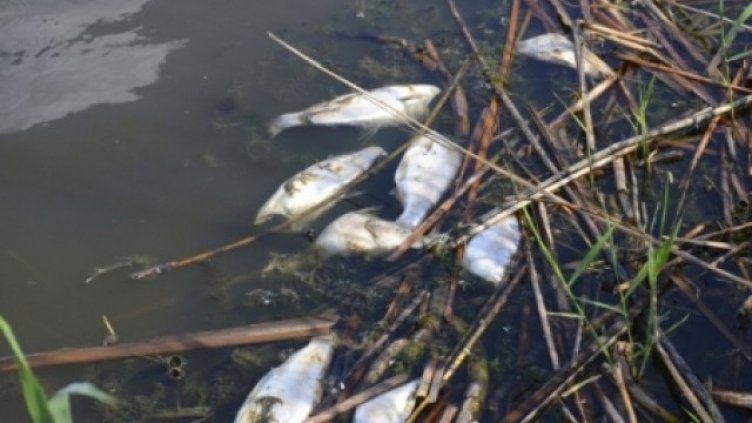 Откриха мъртва риба в река Тунджа