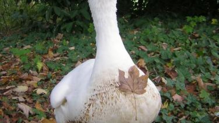 Британка звъня на спешен телефон заради самотна гъска