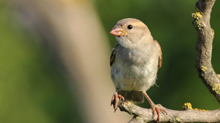 Преброиха врабчетата у нас