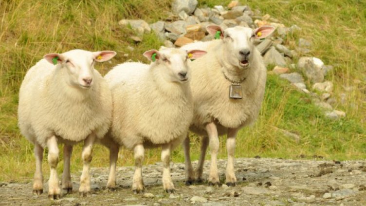 Какво ще ни донесе годината на дървената овца