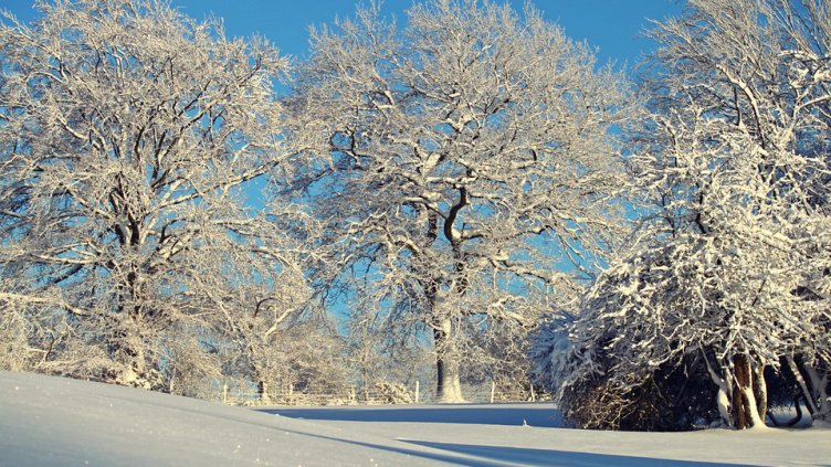 Трябва ли да чистим снега от плодните дървета?