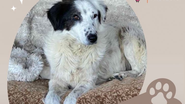 Грижата за бездомните и ранени животни са акцент в урок на еко училище в Зоопарк-Варна