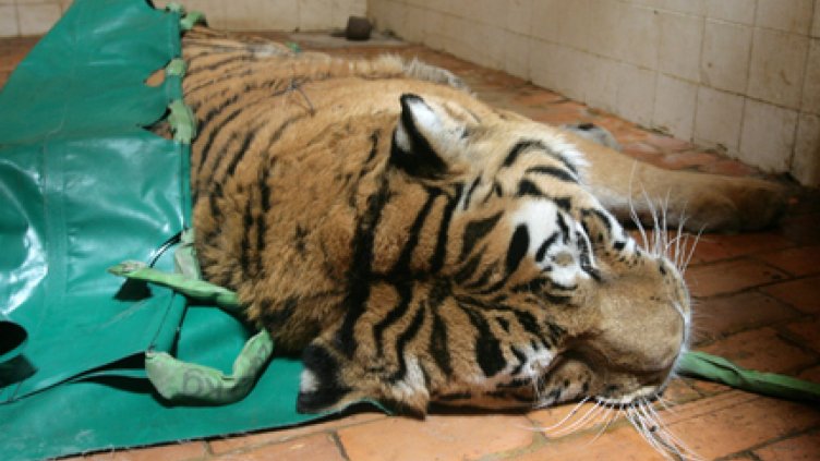 Внедриха електронна система за сигурност в Столичния зоопарк