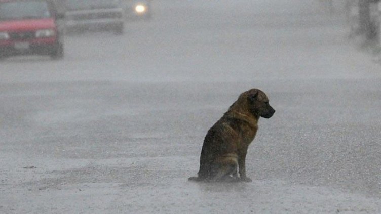 Защо понякога кучетата чакат с години край гробовете на собствениците си?