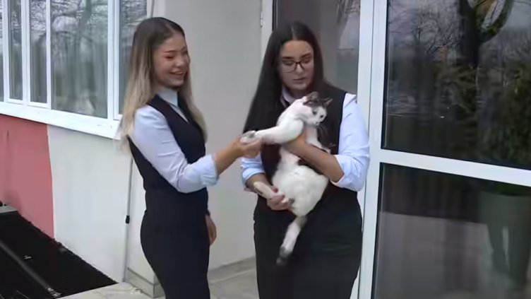 Изчезна котето талисман на Гимназията по туризъм във Варна (ВИДЕО)