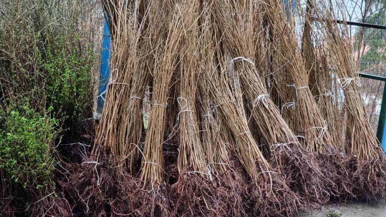 Подаряват 15 000 дръвчета във Варна