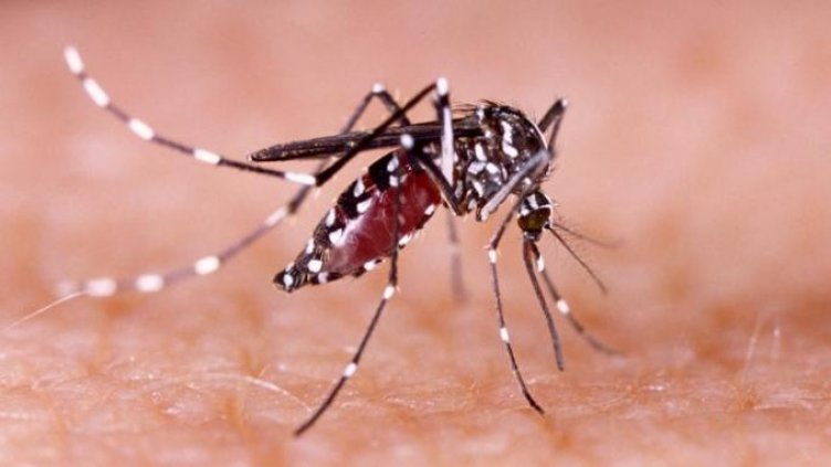 Първи случай на западнонилска треска у нас това лято
