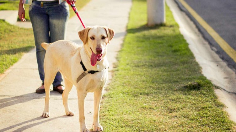 Виц на деня - 10 юли 2020