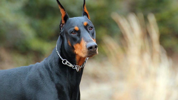 Виц на деня - 23 ноември