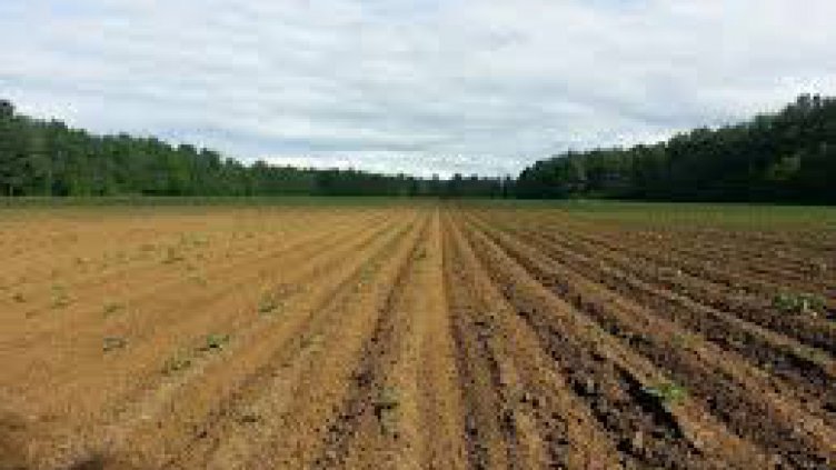 Земеделец откри човешки кости в нивата си