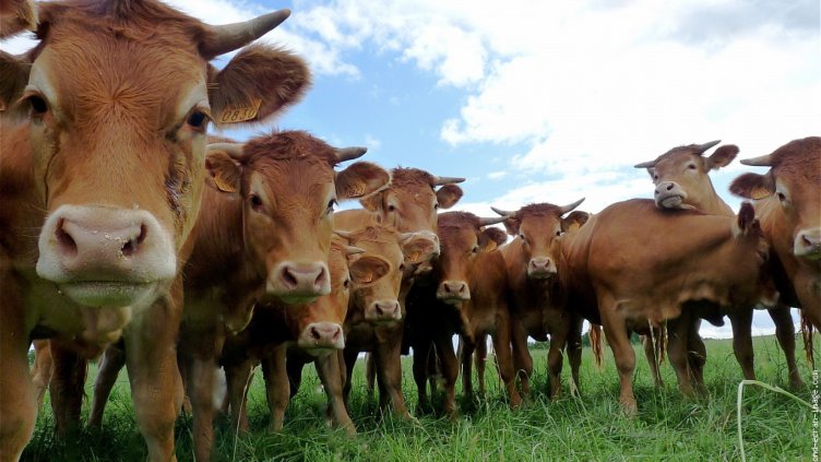 Месото от транжорната в „Аспарухово“ не е с антракс