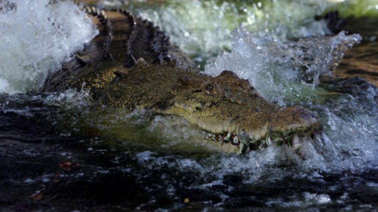 Крокодил уби служител на Световната продоволствена програма на ООН