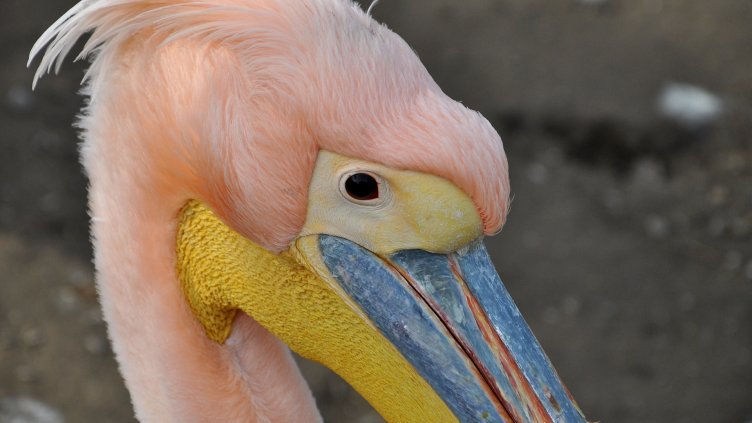 Пеликаните в зоопарка изненадват с ярко, зимно оперение