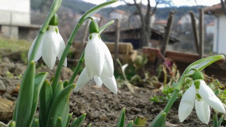 Снимка Булфото