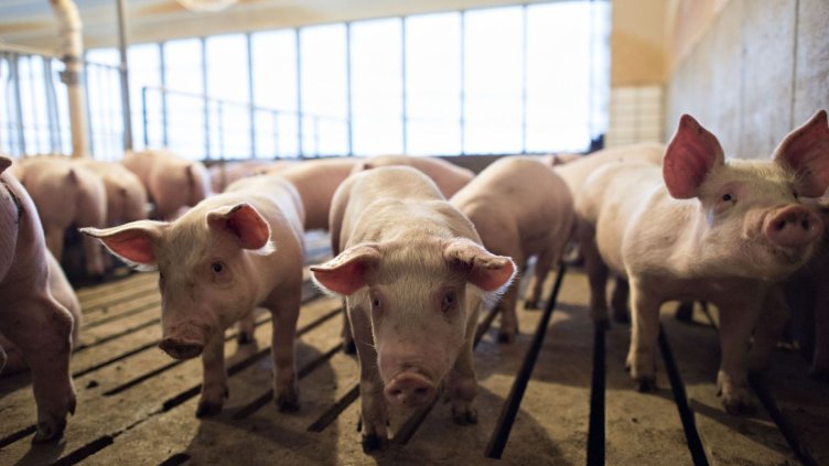 Убеждават хората в Бозвелийско да си заколят прасетата