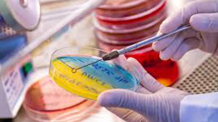 Бактерия може да помага за отслабването