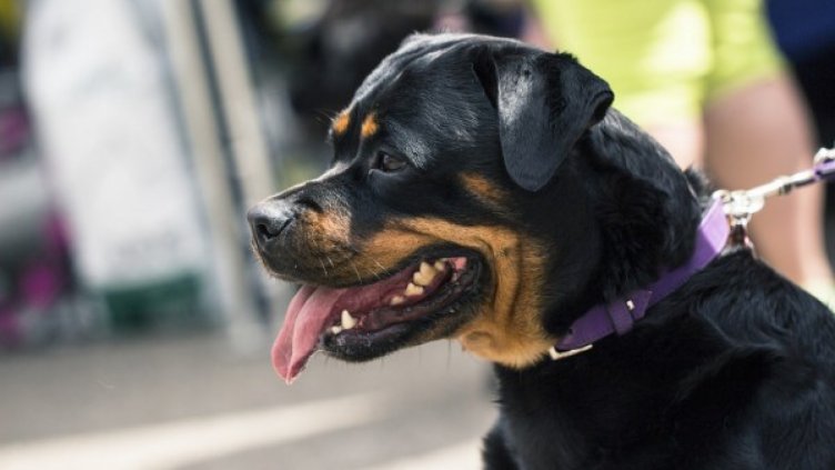 Арестуваха собствениците на ротвайлерите, нахапали деца 
