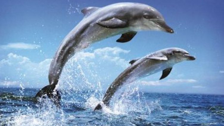 Ще защитаваме делфините в Черно море с още 3 страни