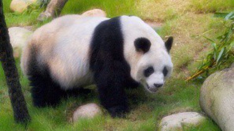 Мъж се бори с панда в китайски зоопарк