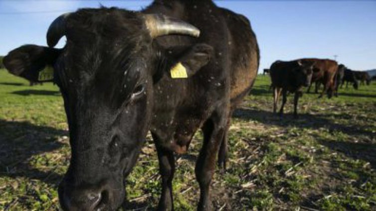 Предполагаемо огнище на антракс е открито в Силистренско