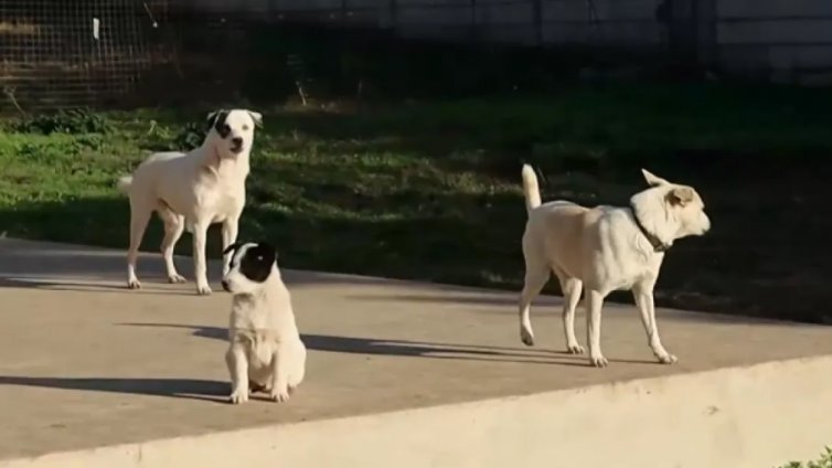 Разстрел на пет кучета в Добричко разбуни чуждестранната общност у нас
