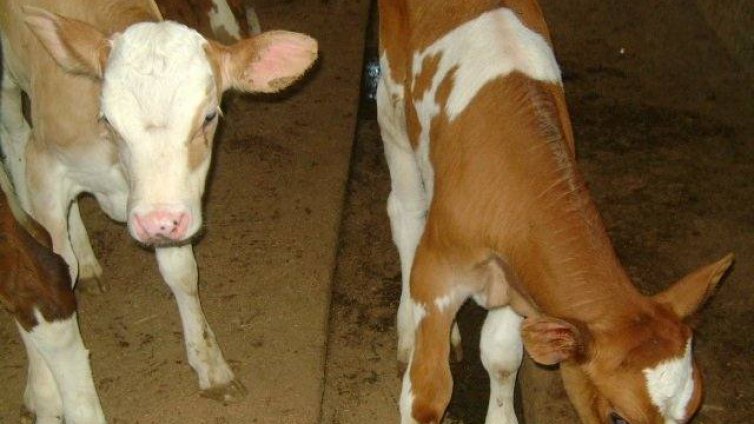 Пожарникари и „Гражданска защита“ спасиха бедстващи във водоем телета