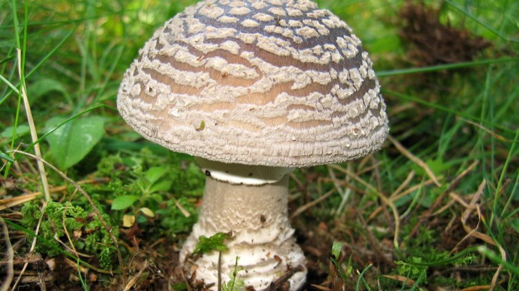 Бели мухоморки натръшкаха четирима в Пловдив