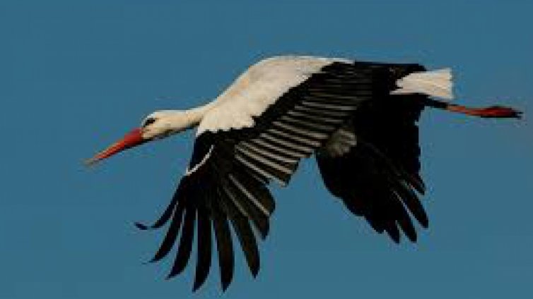 Спасиха щъркел с обгоряло от токов удар крило