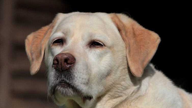 Кучето ни остарява, как да облекчим живота му?