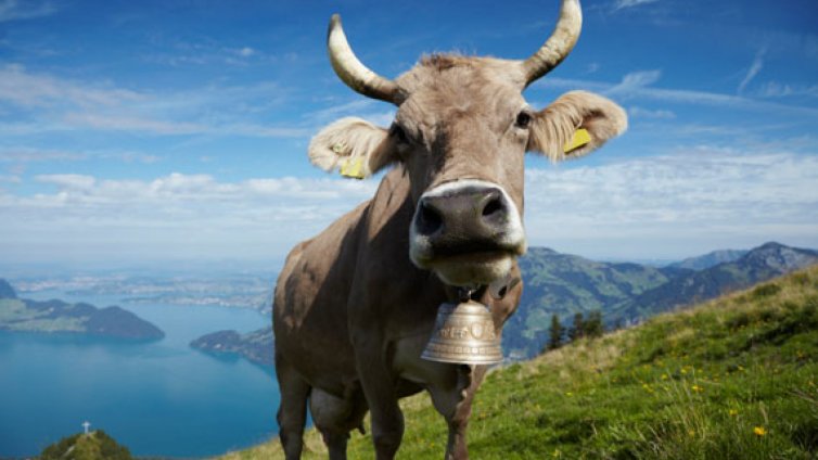 Военни поят крави в Швейцария